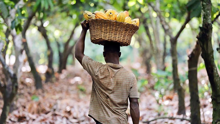 NOUVEAU SYSTÈME DE CERTIFICATION POUR LES USINES DE TRANSFORMATION DU CACAO ET DU CHOCOLAT