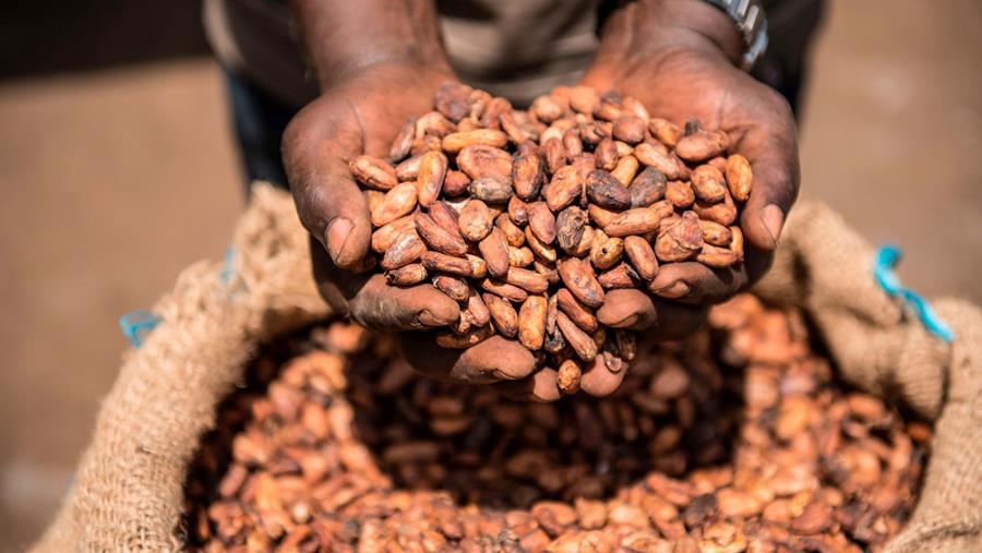 Faire voyager les consommateurs grâce aux chocolats d'origine