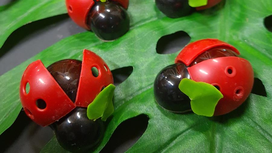 22. Chococcinelle