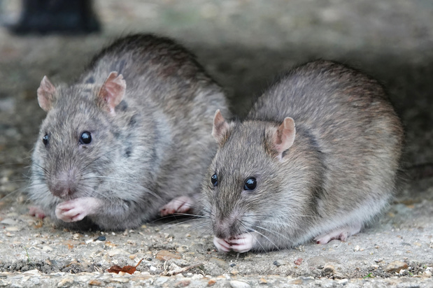 Knagende muizenissen door het Hantavirus