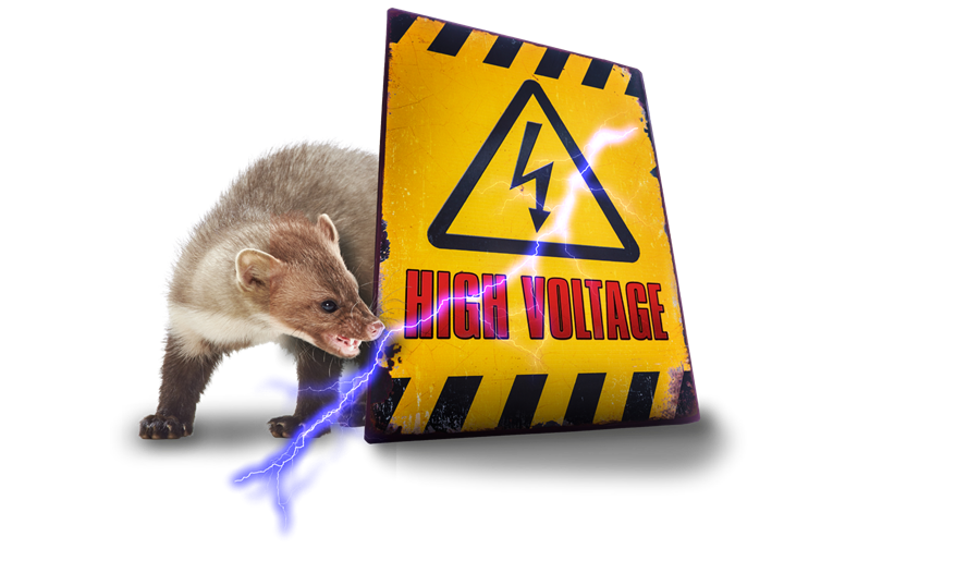 Protection efficace contre les martres, pour chaque moteur