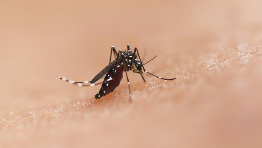 ECDC waarschuwt voor Westnijlvirus en chikungunya-virus