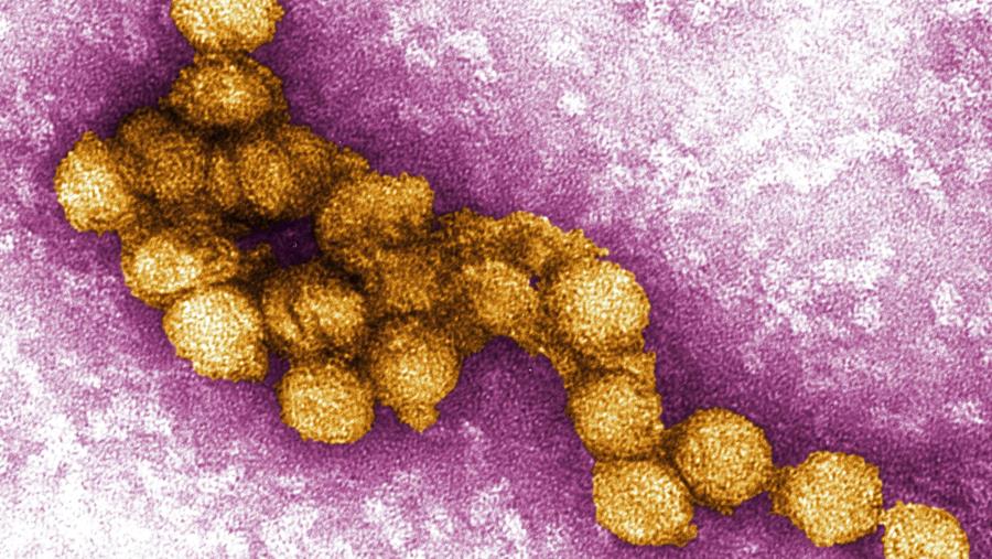 Twee doden door westnijlvirus in Griekenland