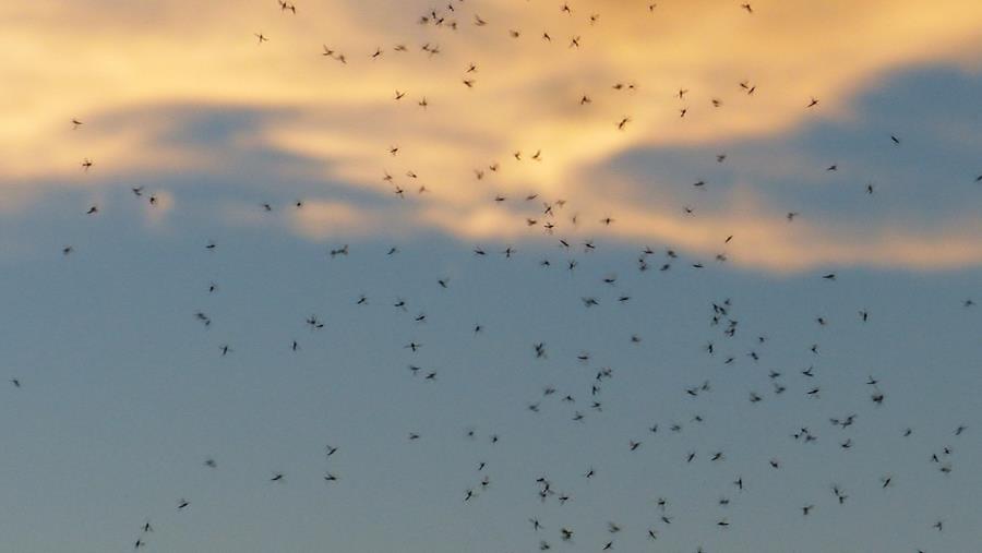Klimaatschommelingen beïnvloeden malariamuggen
