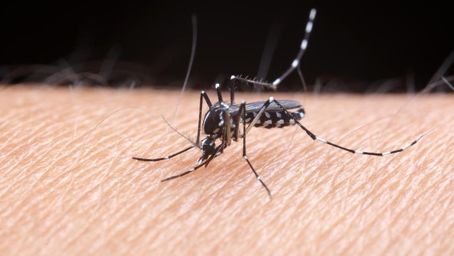 Nu ook in Zaventem en Kortenberg tijgermuggen gespot