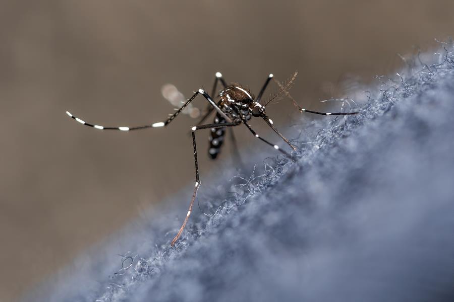 Des moustiques tigres également repérés à Zaventem et Kortenberg