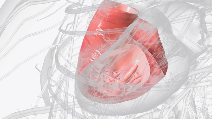 En Belgique, un bébé sur 100 naît avec une malformation cardiaque