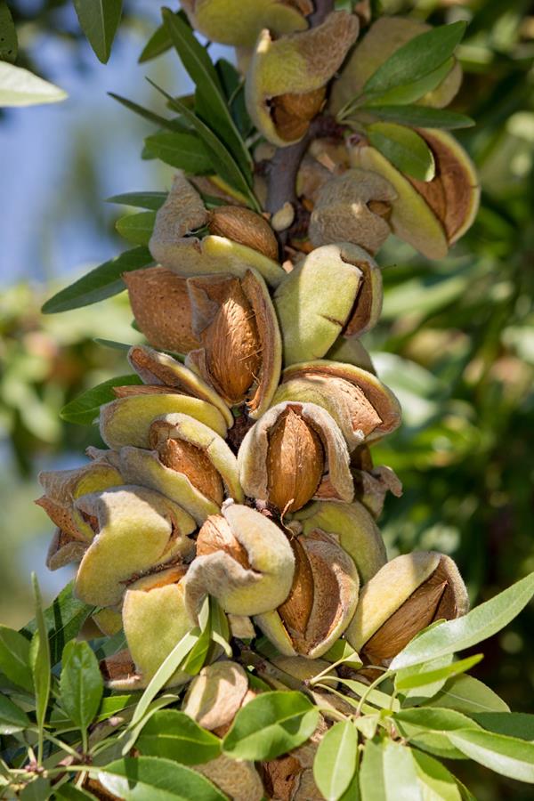 C'est quoi, les bonnes amandes?